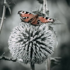 A butterfly is sitting on a beautiful round thorny flower. Close-up. Soft focus