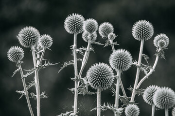Beautiful wildflowers with thorns on a blurred background. Soft focus