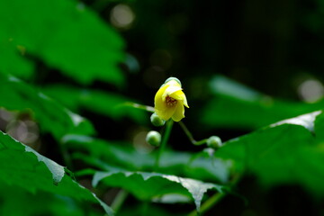 キレンゲショウマ