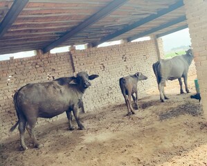 asian water buffaloes under shed in rural area, rural farm shed with standing water buffaloes,...