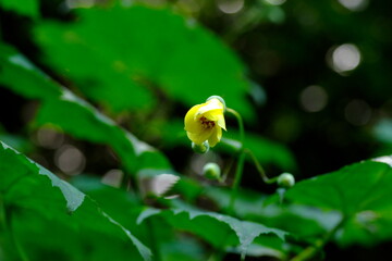 キレンゲショウマ