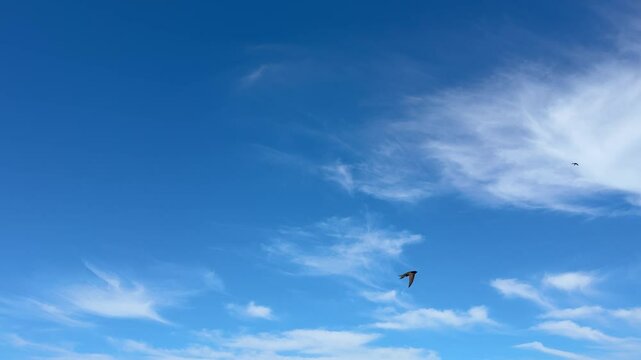 Beautiful blue sky with white clouds and flying birds.