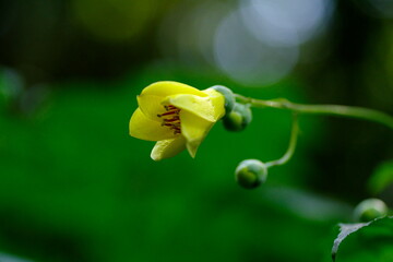 キレンゲショウマ