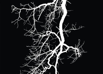 Silhouette of bare trees with branches isolated on black. Black and white vector illustration
