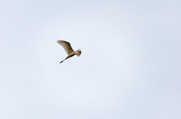 Solitary great egret  bird glides freely across soft sky in graceful quiet flight. Egret in flight against pale sky, captured from below with serene mood and minimalism, concept: freedom and stillness