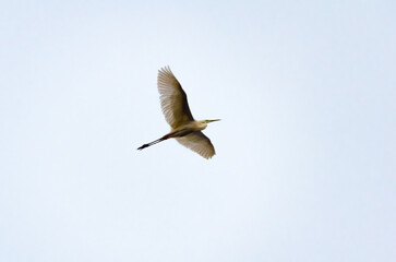 Solitary great egret  bird glides freely across soft sky in graceful quiet flight. Egret in flight...