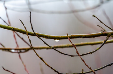 Single raindrop hanging from twig in quiet misty forest morning closeup. A water droplet clings to a branch in still fog, shot in macro from eye-level, evoking serenity and transience of nature.
