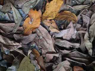 pile of dirty dry leaves, top view images