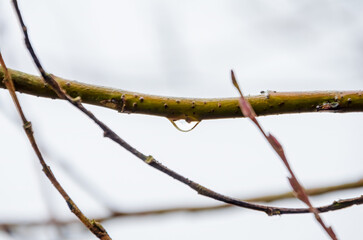 Single raindrop hanging from twig in quiet misty forest morning closeup. A water droplet clings to...