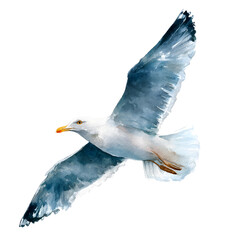 Watercolor illustration of a seagull in flight against transparent background.