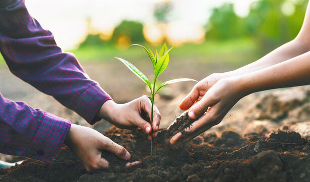 Two people are planting a tree together