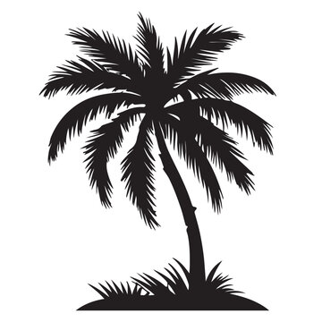 plam tree silhouette