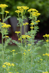 Common rue plant (Ruta graveolens) in bloom.