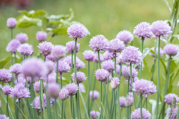 Purple-pink flowers of chives (Allium schoenoprasum).