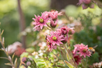 Houseleeks blossom (Sempervivum). Space for your text.
