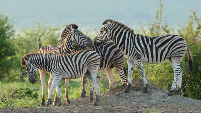 Plains zebras (Equus burchelli) in natural habitat, Madikwe game reserve, South Africa