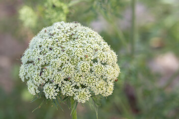 Flower umbel of a carrot (Daucus carota subsp. sativus).