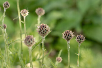 Buds of very dark purple knapweed (Centaurea atropurpurea).
