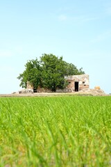 Obraz premium old house in the field