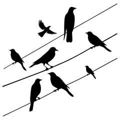 Multiple birds perched and flying on power lines silhouette