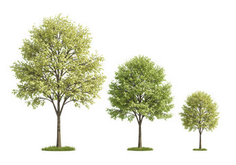 Three green trees of different sizes isolated on transparent background