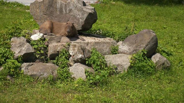 A capybara rests lying on rocks on a hot day in nature, in a zoo or in a reserve.