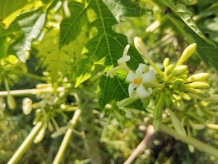 Close up of papaya flowers and buds blossom in outdoor garden