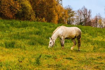 Obraz premium Gray horse grazing peacefully in an autumn field