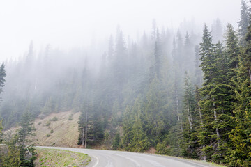 Road winding through Olympic National Park surrounded by tall, dense forest