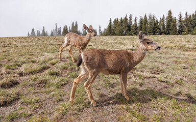 Deer grazing peacefully in Olympic National Park surrounded
