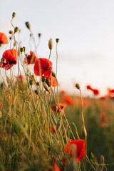 Naklejka premium A stunning and vibrant field filled with blooming red poppies at sunset presents a captivating nature scene that truly brings beauty to life, showcasing the joy and tranquility of the outdoors