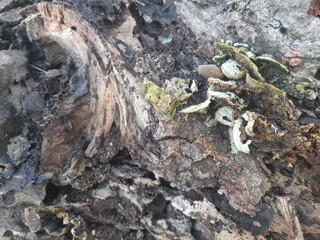wild mushrooms growing on tree trunks in the rainy season