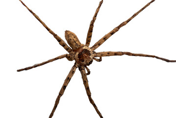 close up of spider  Wolf Spider isolated on white background.