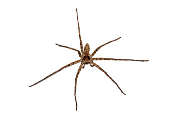 close up of spider  Wolf Spider isolated on white background.