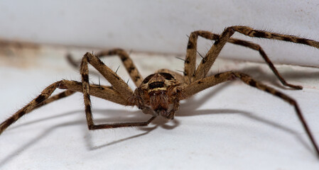 close up of spider  Wolf Spider isolated on white background.