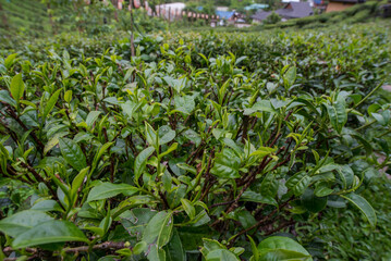 The tea picker is harvesting tea leaves in the morning.	