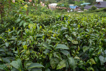 The tea picker is harvesting tea leaves in the morning.	