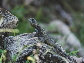 a beautiful lizard on the rock