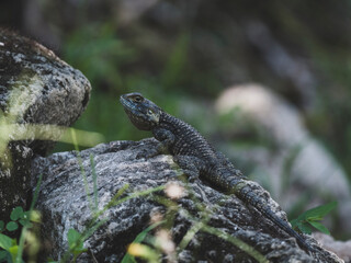 a beautiful lizard on the rock