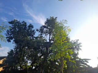 view of a large tree seen from below with a blue sky as a backdrop
