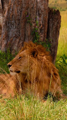Meet the majestic male lion, the king of Africa's wild jungle. This stunning image captures the lion's fierce face, showcasing his powerful jawline and piercing gaze