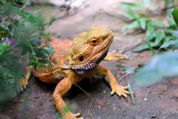 Bearded dragon lizard on Natural Habitat ,Close up image of Inland Bearded Dragon (Pogona...