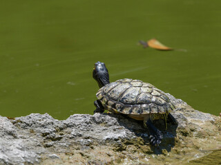 a turtle on a rock in the lake