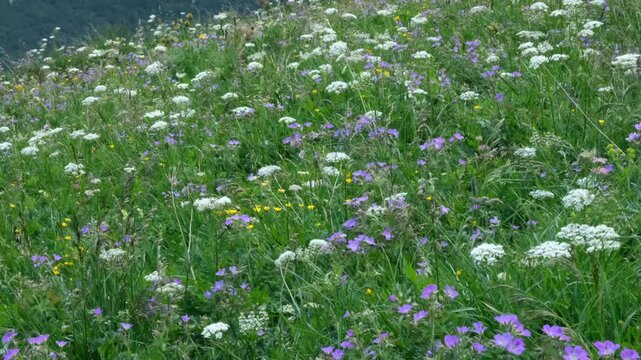 Scenic green slope adorned with alpine roses and colorful wildflowers, featuring patches of pink blooms beautifully spread across the thriving mountain terrain.