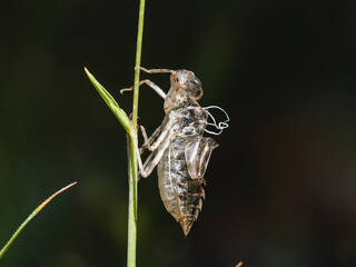A dragonfly is transforming from its larval stage on the plant