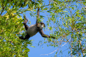 Black-shanked Douc Langur - Pygathrix nigripes, beautiful Critically Endangered native to forests of Indochina, Vietnam.