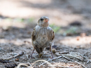 a cute sparrow bird in the forest