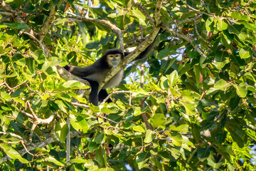 Black-shanked Douc Langur - Pygathrix nigripes, beautiful Critically Endangered native to forests of Indochina, Vietnam.