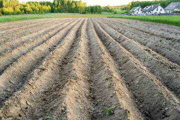 Farmland with planting furrows near forest edge