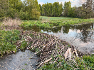 Wooden structure blocking water in a natural setting